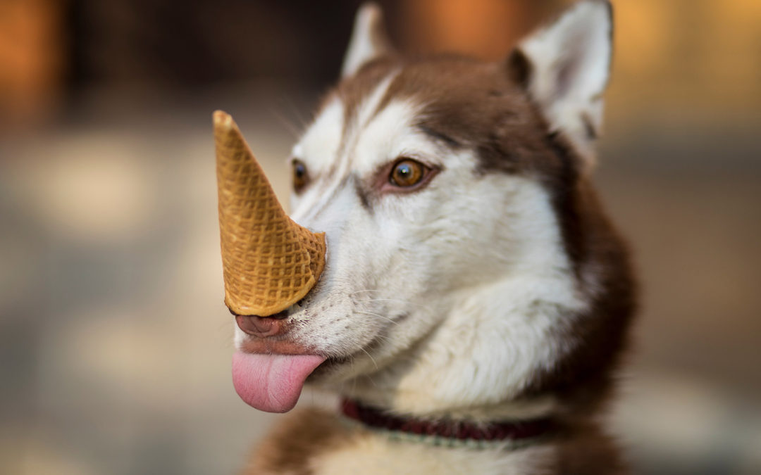 Huskie ice cream cone nose